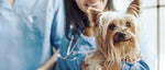 Top 10 vet-approved tips for at-home care of diarrhoea in dogs-- NEW