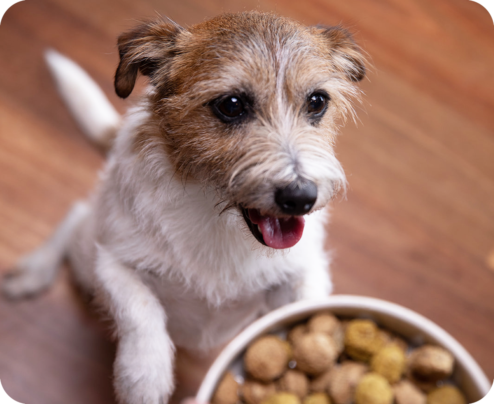 ilume Dog Food | What to Expect in Week 1 of Feeding Fresh Dog Food